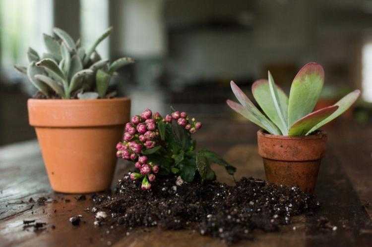 Как посадить цветок дома: принципы, подготовка инвентаря, инструкция по уходу за растениями в горшках