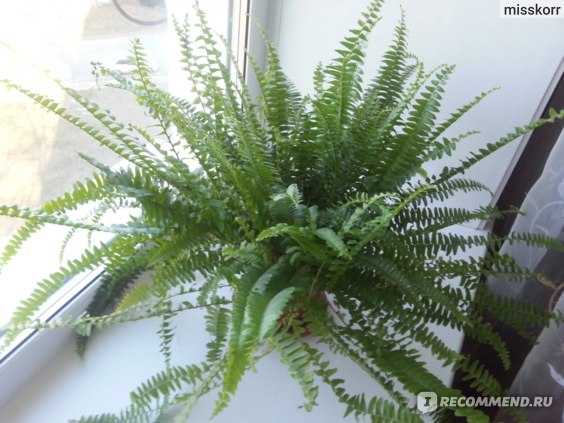 Вечнозеленый комнатный папоротник: уход в домашних условиях, сорта многолетнего растения для выращивания в горшке