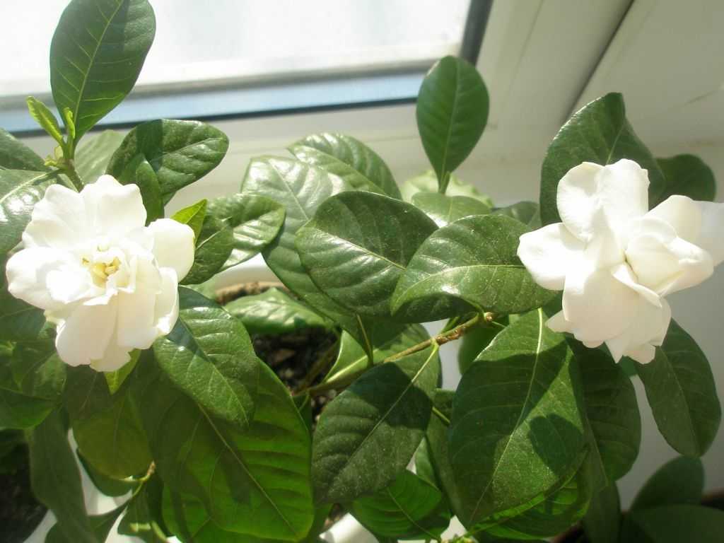 Гардения жасминовидная (47 фото): уход за комнатным цветком в домашних условиях. почему чернеют листья у растения? пересадка и размножение черенками