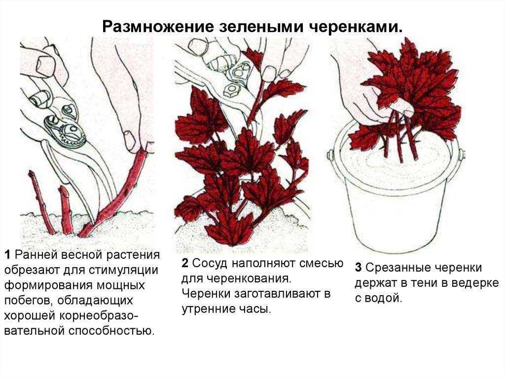 6 главных мифов о выращивании комнатных растений на supersadovnik.ru