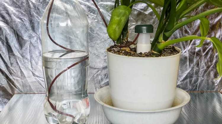Как сделать капельный полив для комнатных растений
