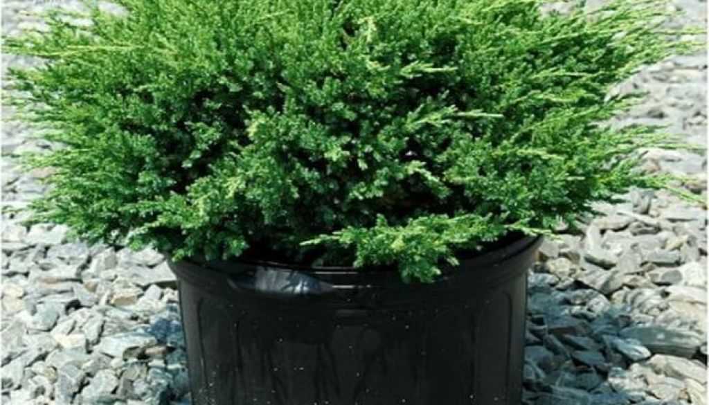 Выращивание можжевельника в горшке: как посадить и ухаживать за растением в комнатных условиях