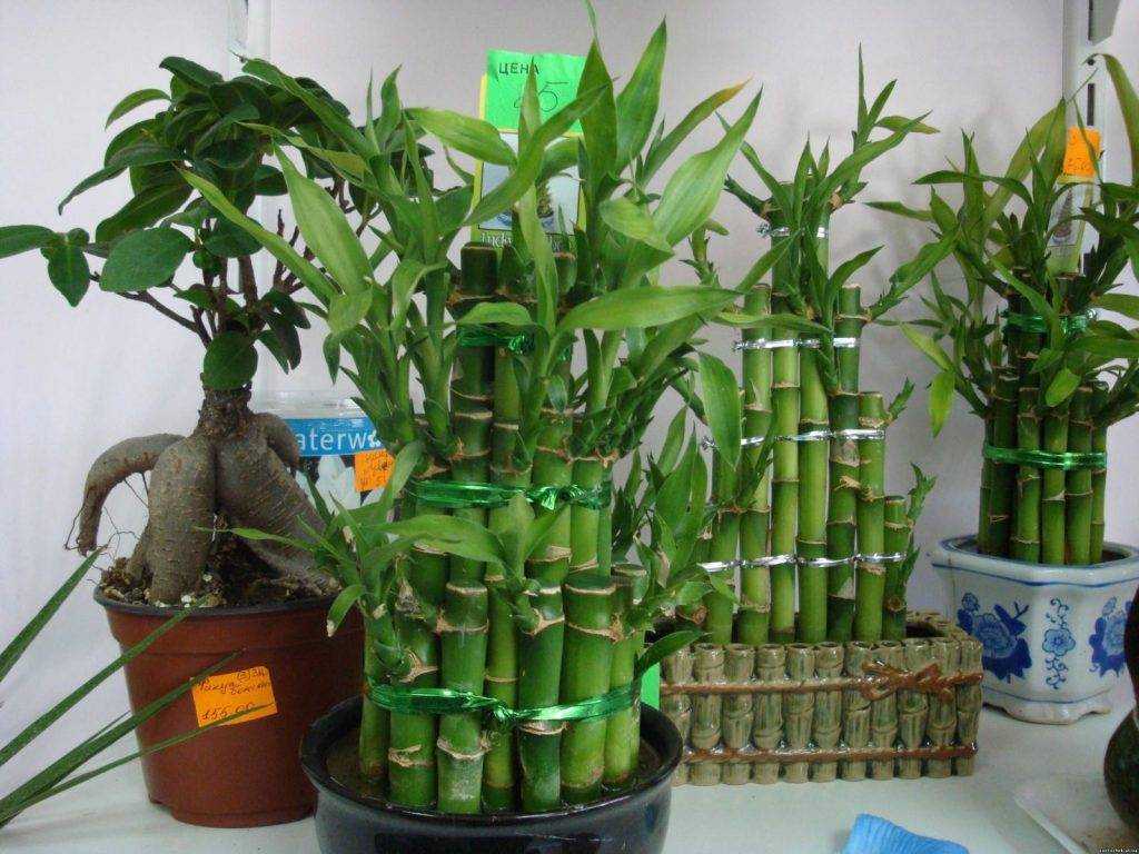 Как размножить бамбук: способы размножения, нюансы посадки, выращивание. уход после проведения процедуры дома