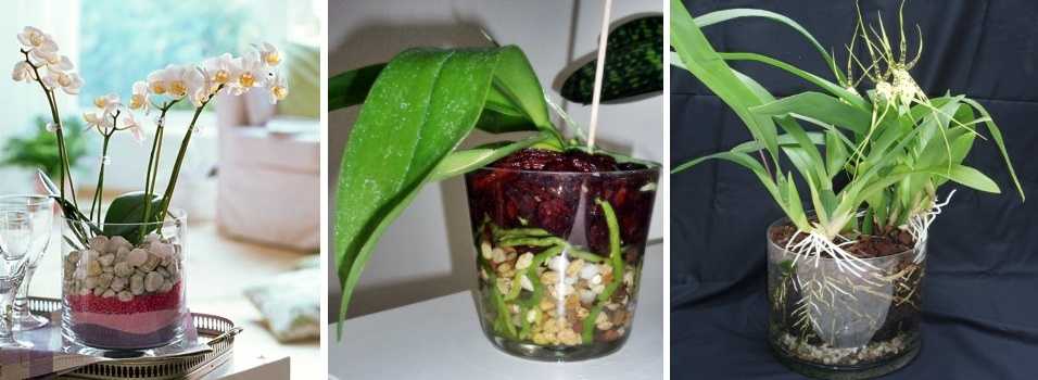 Прозрачный горшок для орхидей: обязательно ли нужен именно такой и почему обычно его выбирают, а также можно ли сажать растение в пластиковую емкость?дача эксперт