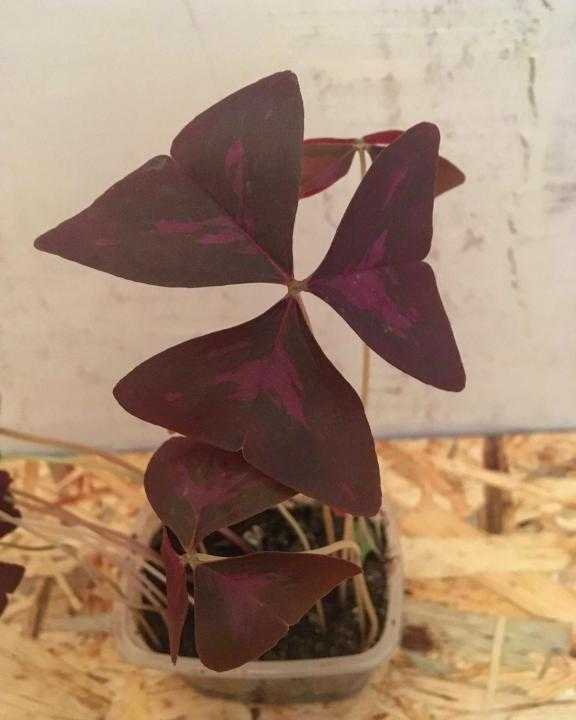 14 комнатных цветков с фиолетовыми листьями