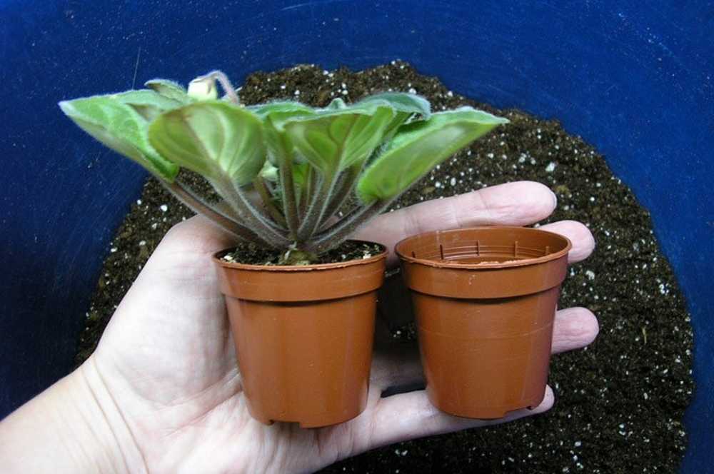 Выращивание фиалки из семян: есть ли у комнатной сенполии плоды и как они выглядят? как можно вырастить фиалку? размножение в домашних условиях