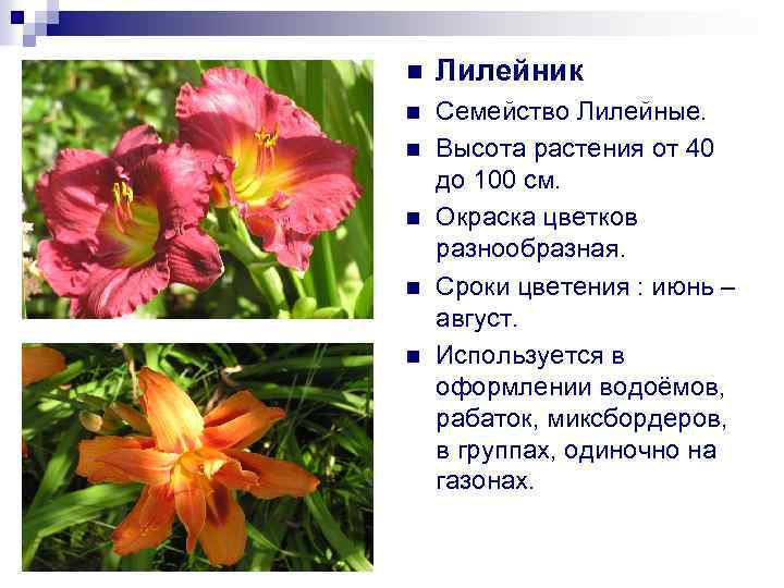 Комнатный цветок с оранжевыми цветами (20 фото): список домашних растений - цветы с оранжевыми колокольчиками семейства лилейных, клен и другие