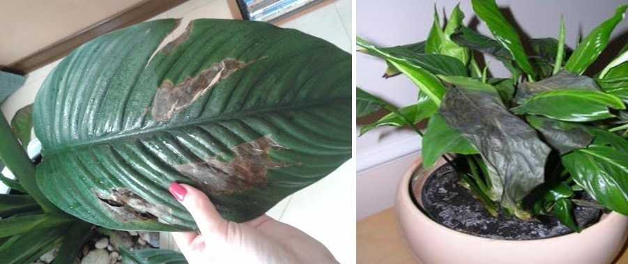 Чернеют и сохнут листья спатифиллума: причины болезни и что делать?