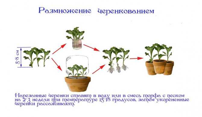 Секреты выращивания горшечных хризантем. уход в домашних условиях. фото — ботаничка.ru