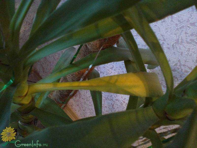 У лилии желтеют листья (14 фото): причины и лечение. что делать, если у садовой и комнатной лилии опадают бутоны и желтеют нижние листья?
