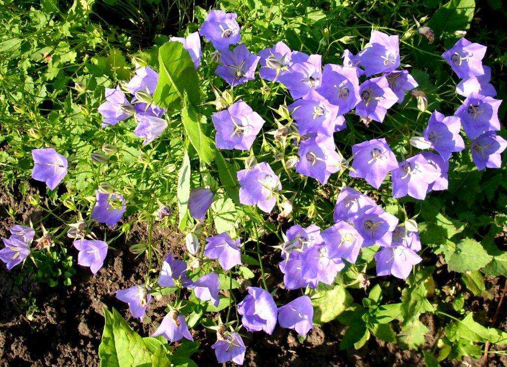Колокольчик садовый многолетний: как выращивать, какие колокольчики многолетние стоит посадить в саду.