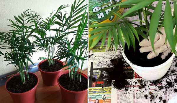 Болезни и проблемы при выращивании пальмы хамедореи