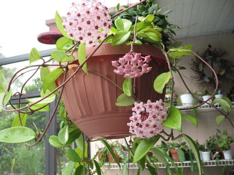 Хойя: виды и сорта, советы по выращиванию в домашних условиях - проект "цветочки" - для цветоводов начинающих и профессионалов