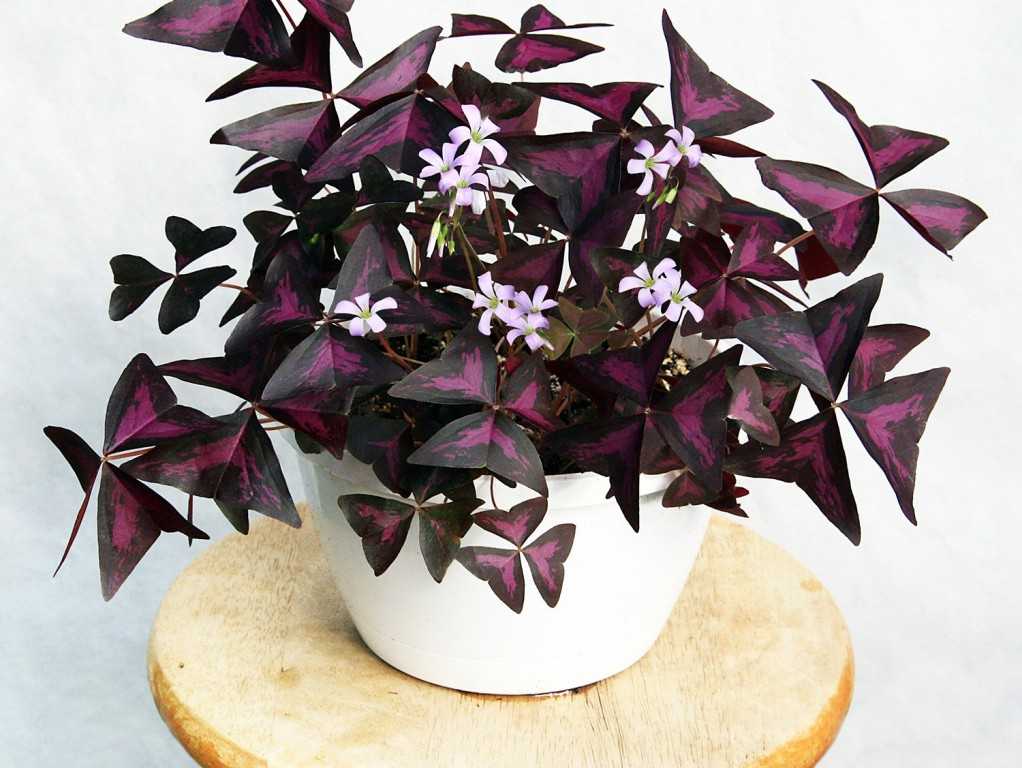 Растения и цветы с фиолетовыми листьями
