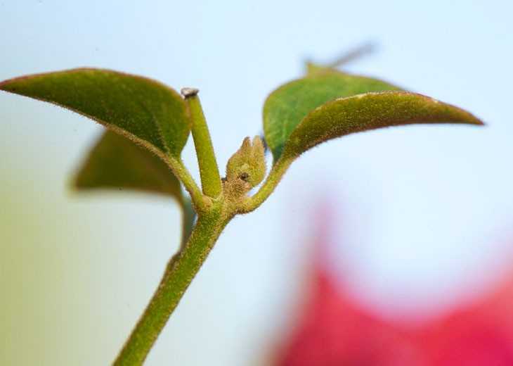 Цветок бугенвиллия — капризная красавица из южных стран