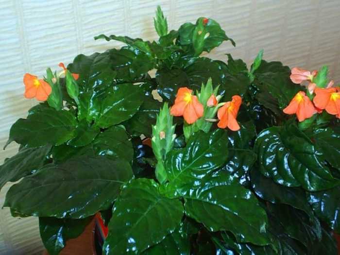 Кроссандра (цветок комнатный): уход в домашних условиях, фото, размножение, обрезка, приметы
