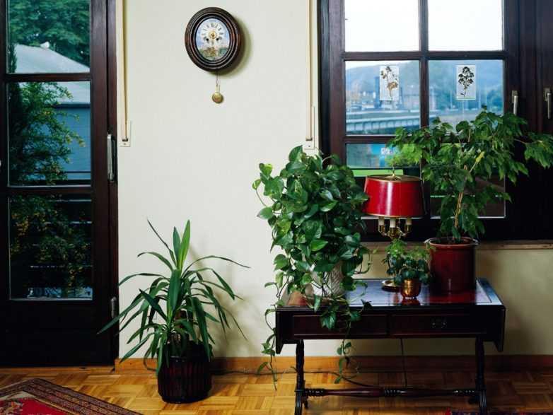 Неприхотливые тенелюбивые комнатные растения для офиса или квартиры