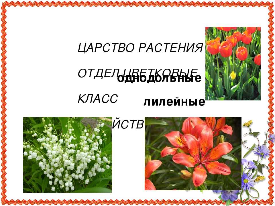 О популярных комнатных растениях с оранжевыми цветами - читайте подробнее