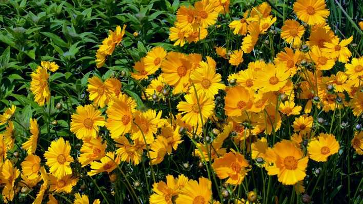 Цветы, похожие на лилии (50 фото): маленькие комнатные цветы и большие домашние оранжевые растения, желтые и белые садовые цветы и другие варианты