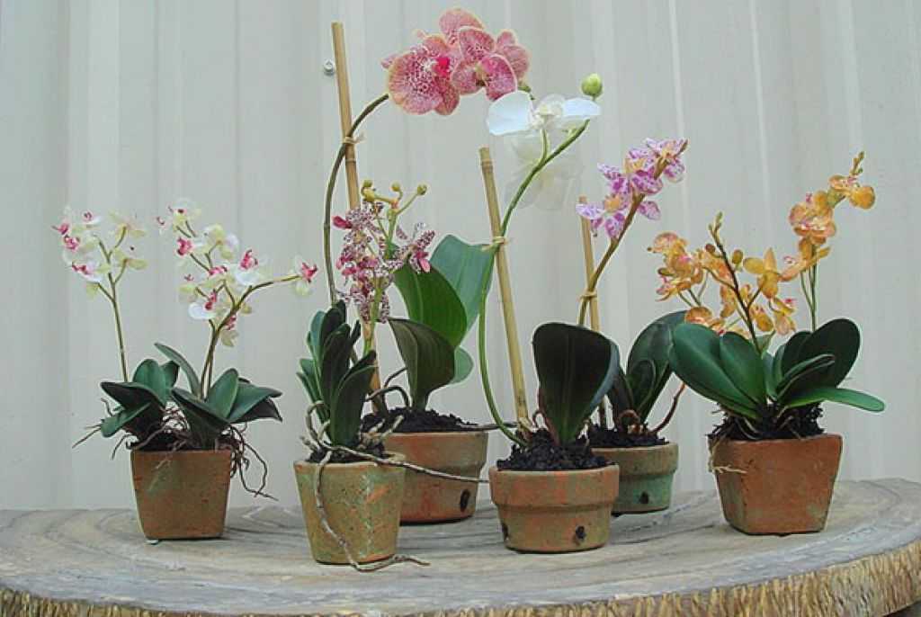 Выбираем горшок для пересадки орхидеи, основные требования