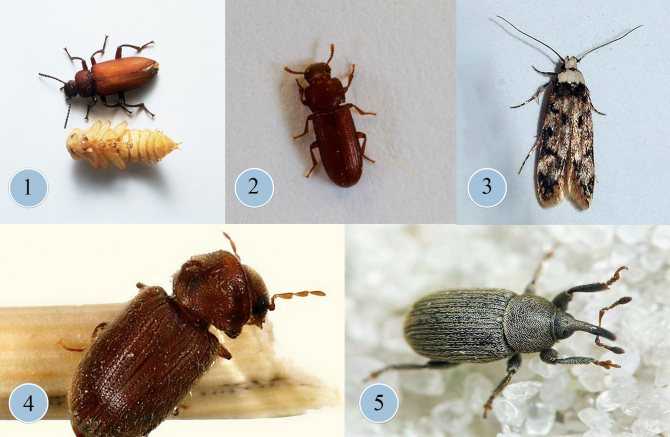 Черные жуки в квартире или доме – фото и названия