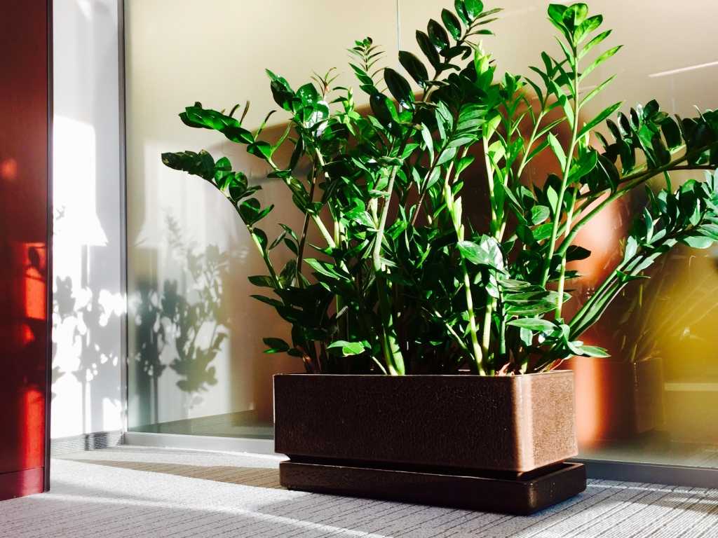 Комнатные растения для очистки воздуха