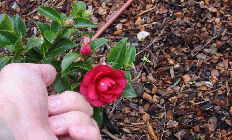 Цветок камелия (44 фото): описание комнатного растения, сорта японской, выращивание красной дома, размножение листом