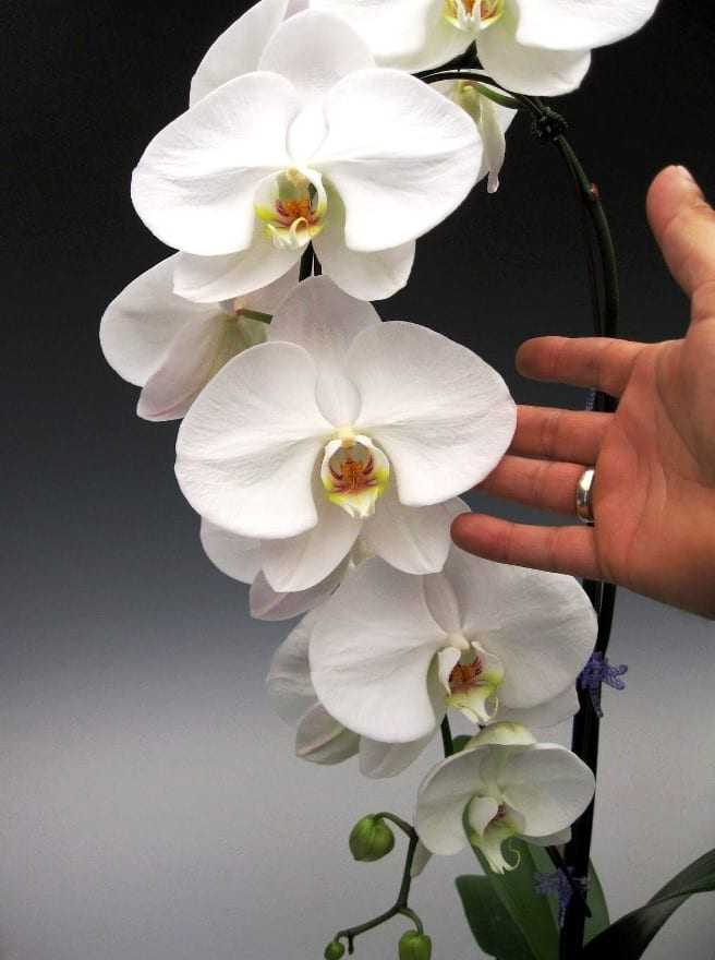 Одонтоглоссум – орхидея-аристократ с бархатистым шармом