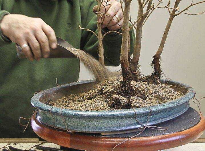 Выращивание маленьких японских деревьев бонсай (bonsai)