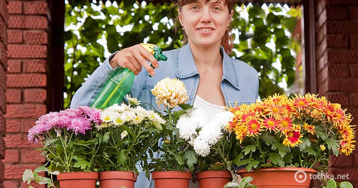 Комнатная хризантема: выращивание, скрещивание и уход за цветком (145 фото)