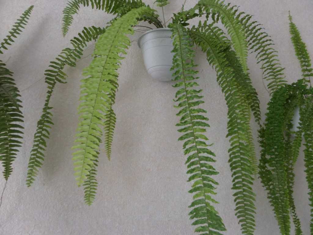 Комнатные растения в интерьере дома / квартиры > 60 фото-идей оформления интерьера растениями