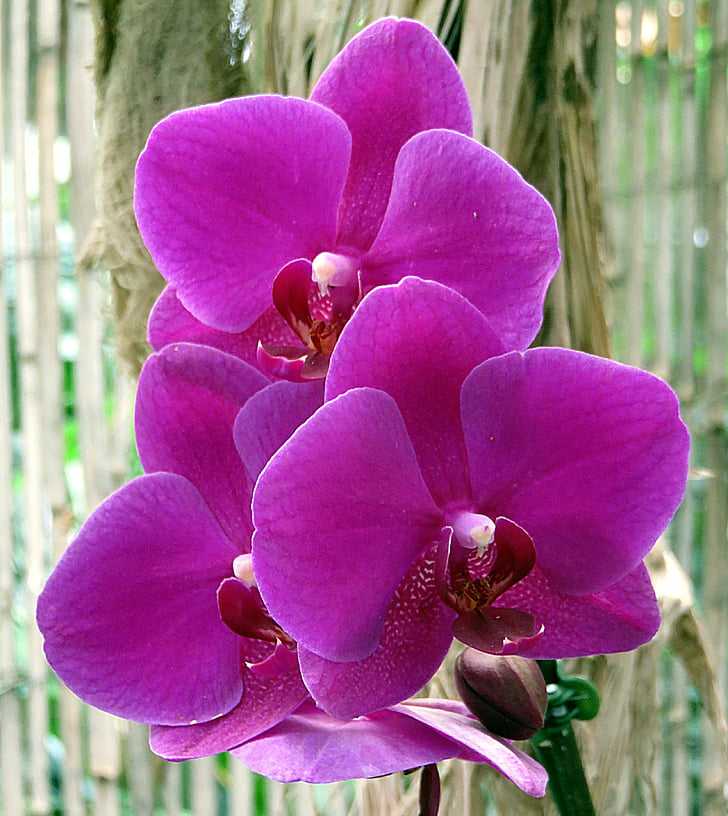Полив и уход за орхидеей в домашних условиях: комнатные белые растения, проверка перед покупкой в горшке, фото и видео от специалистов