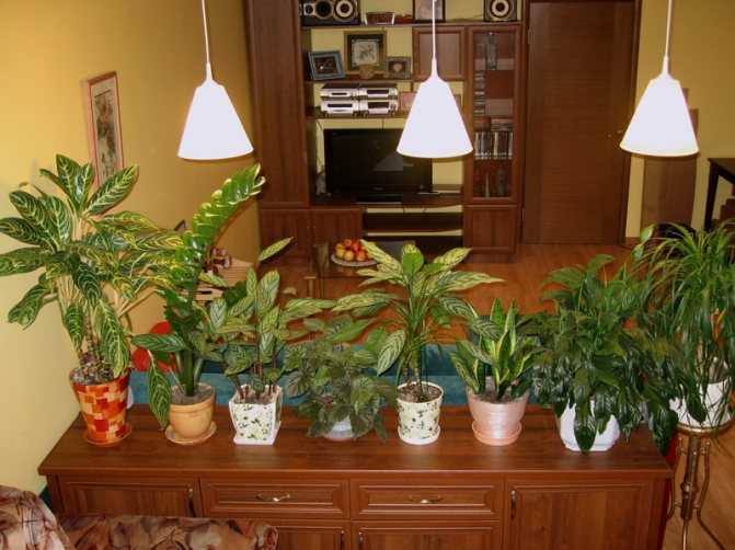 16 лучших тенелюбивых комнатных растений с названиями