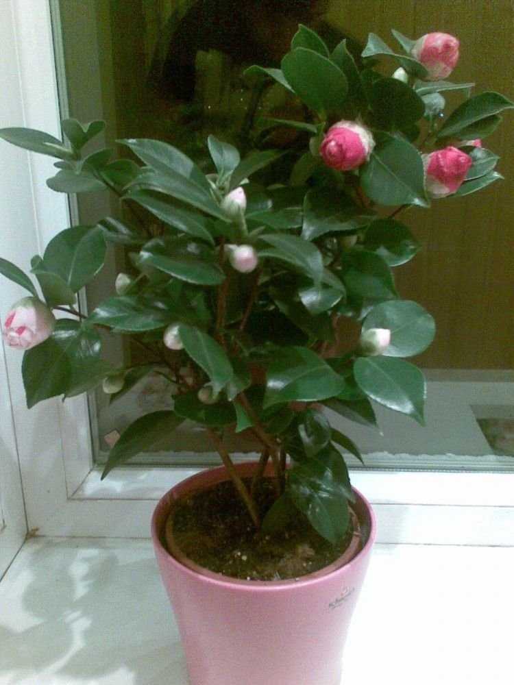 Камелия (camellia) – уход, фото, виды