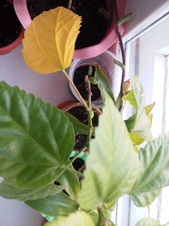 У хлорофитума желтеют листья: основные причины. что делать, если сохнут кончики листьев зимой в домашних условиях?