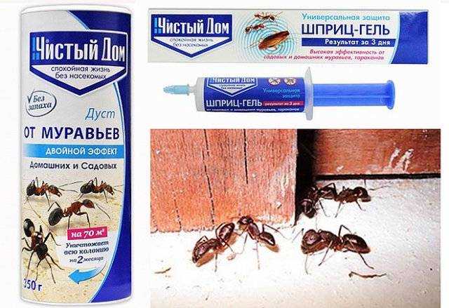 Большие муравьи в деревянном доме - как избавиться и какие средства использовать