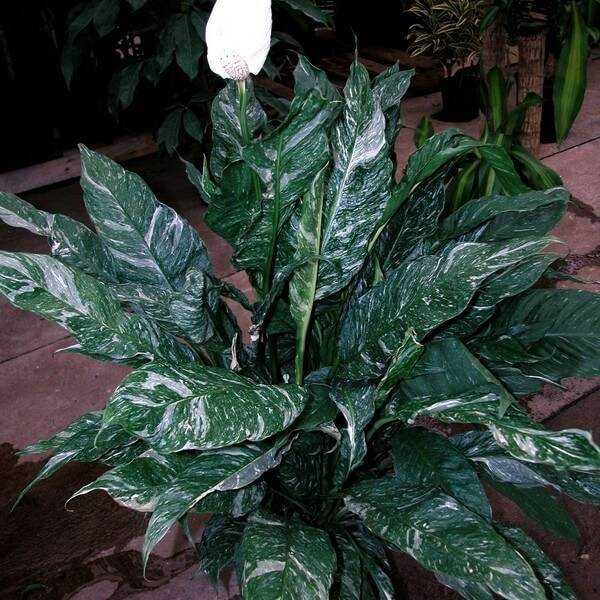 Цветок спатифиллум домино: уход в домашних условиях