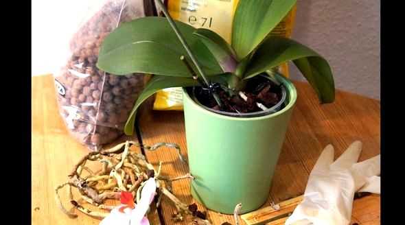 Как правильно отсадить детку орхидеи фаленопсис
