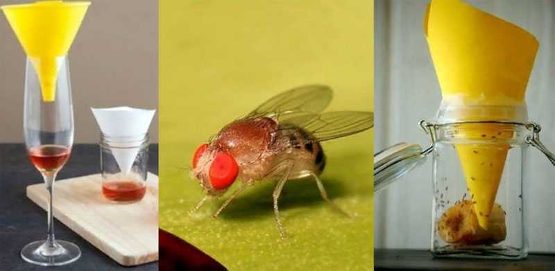 Как избавиться от мошек на кухне: причины появления, виды насекомых, средства