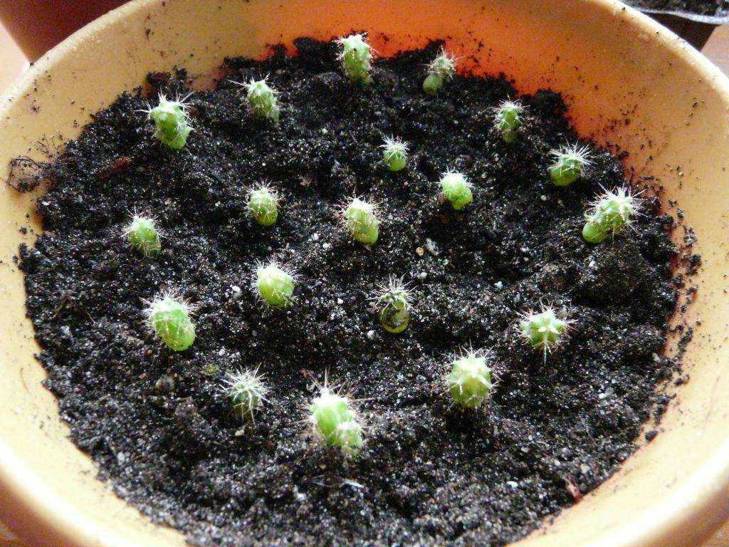 Выращиваем кактусы дома из семян. все что нужно знать