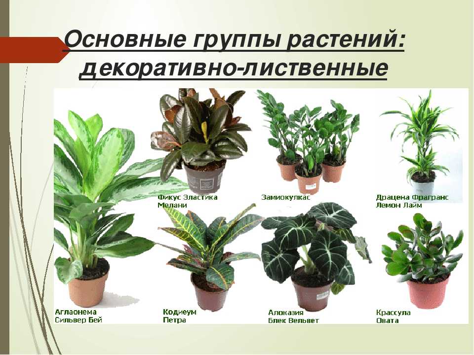 Комнатные растения с длинными листьями