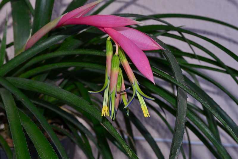 Цимбидиум — орхидея с узкими длинными листьями