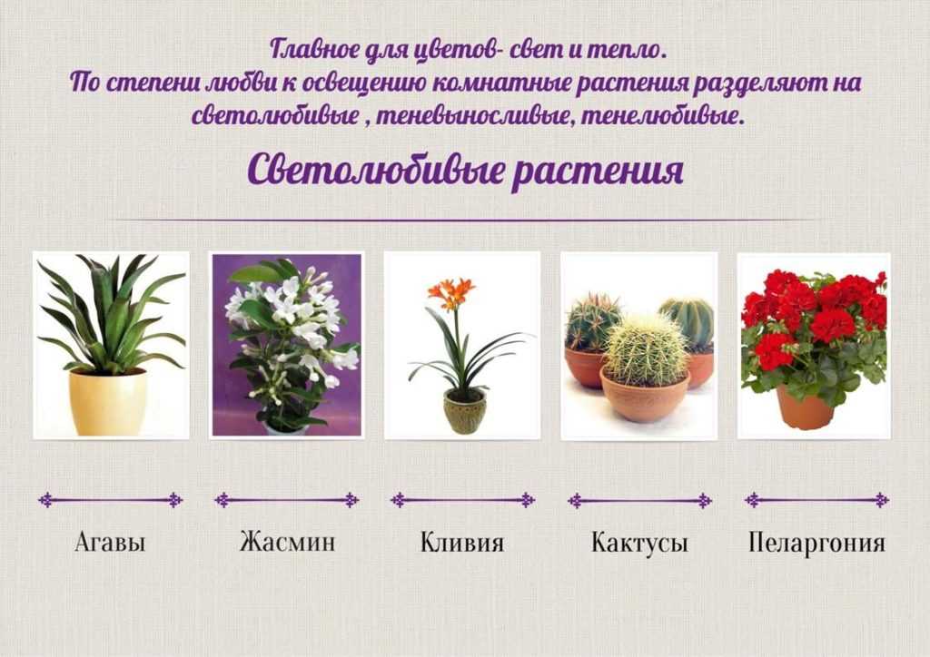 Растения для кухни (33 фото): названия комнатных цветов, какие лучше всего выбрать