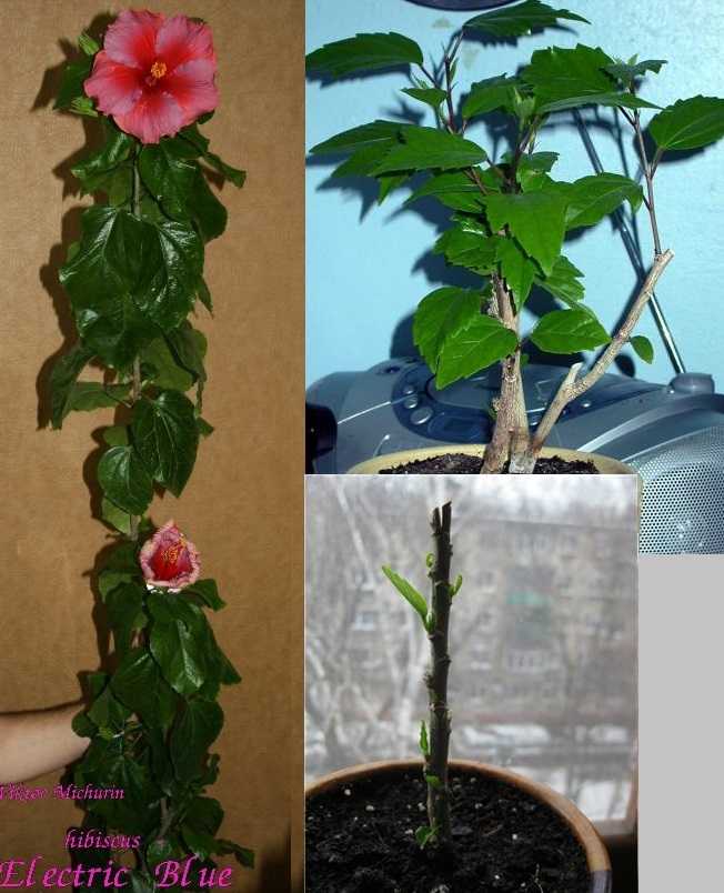 Гибискус садовый: правильная посадка и грамотный уход, фото. почему гибискус — цветок смерти, приносит ли он несчастье?