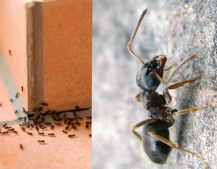 Как избавиться от летающих муравьев в доме