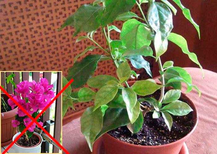 Бугенвиллея является очень красивым цветущим растением. Как растет комнатное растение Почему опадают листья и прицветники Каким способом лучше размножить цветок