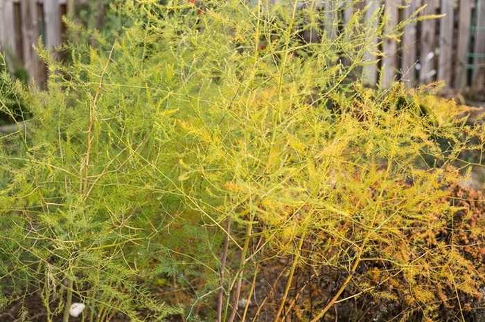 Аспарагус желтеет и осыпается: что делать для лечения растения