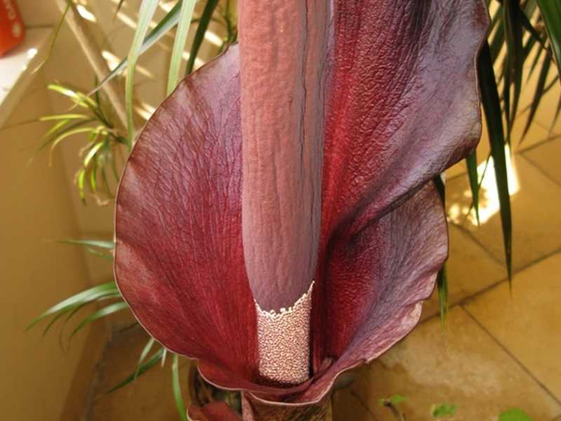 Аморфофаллус – прекрасный цветок с ужасным ароматом