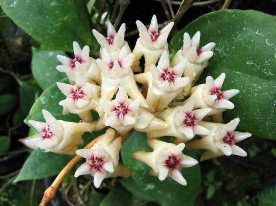 Удивительно прекрасный цветок хойя белла: разновидности, уход и нюансы выращивания