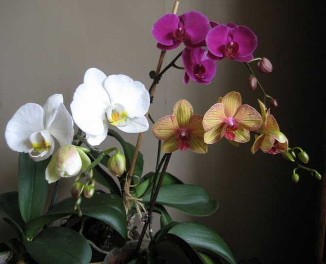 Полив и уход за орхидеей в домашних условиях: комнатные белые растения, проверка перед покупкой в горшке, фото и видео от специалистов